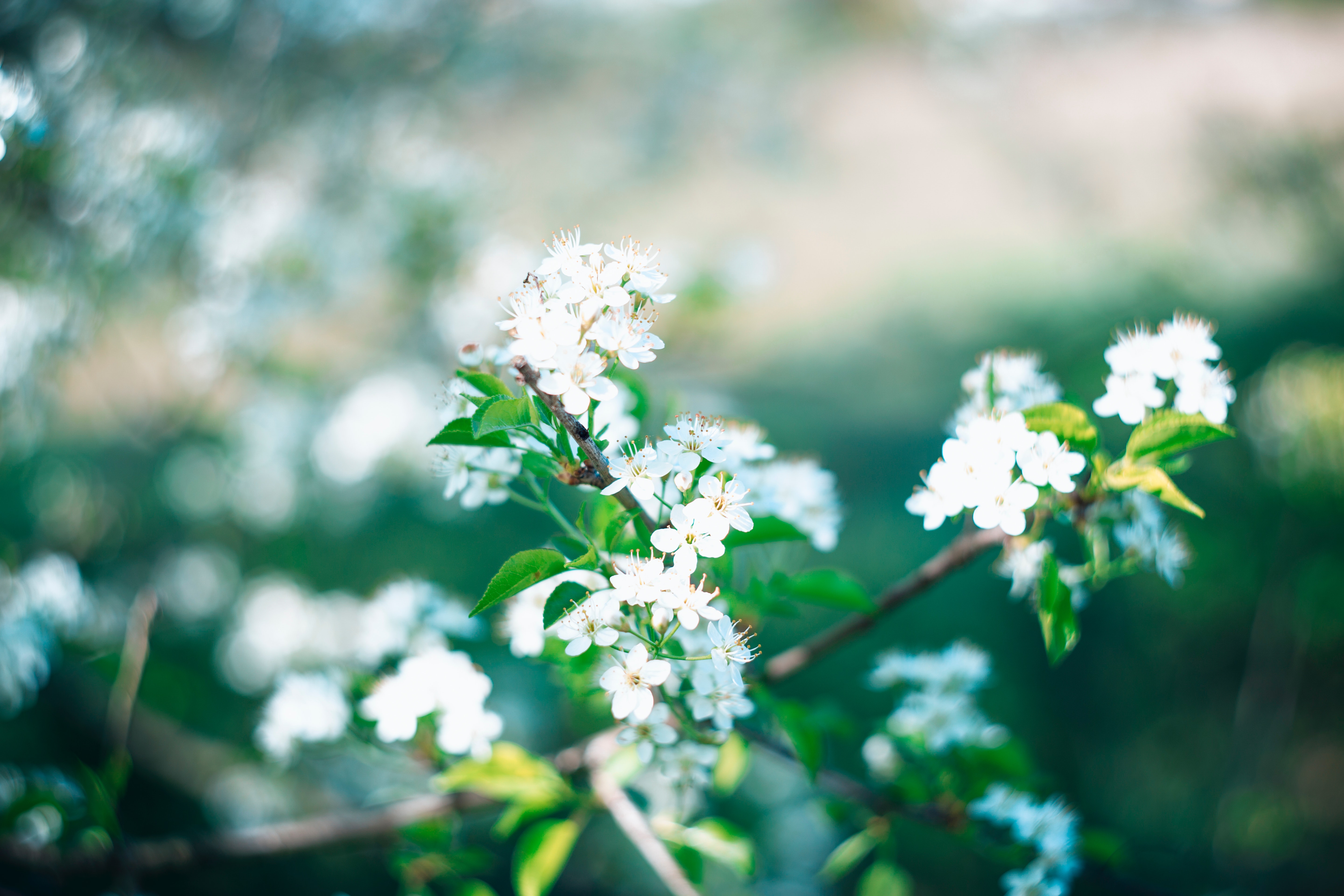 pexels-markus-spiske-1036574.jpg